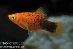 Roter Calico Platy, Xiphophorus maculatus