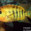 Roter Ecuadorbuntbarsch, Cichlasoma festae