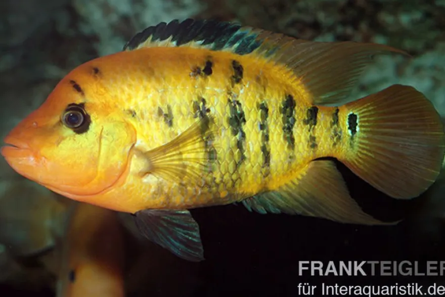 Roter Ecuadorbuntbarsch, Cichlasoma festae