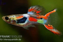 Roter Endlerguppy, Poecilia wingei, paarweise