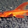 Roter Hexenwels, Rineloricaria spec.