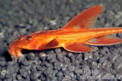 Roter Hexenwels, Rineloricaria spec.