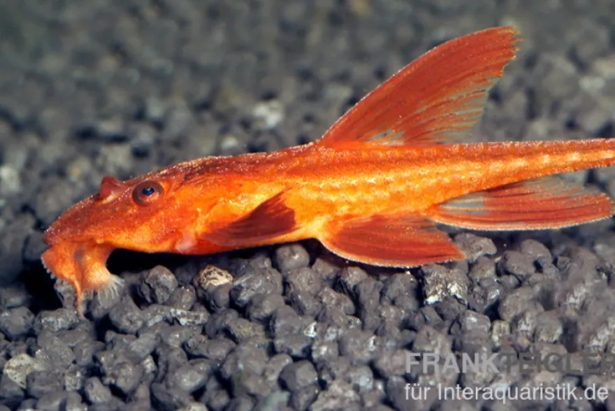 Roter Hexenwels, Rineloricaria spec.