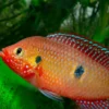 Roter Juwelenbuntbarsch, Hemichromis guttatus (Rubricatochromis guttatus) DNZ