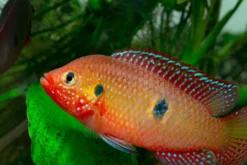 Roter Juwelenbuntbarsch, Hemichromis guttatus (Rubricatochromis guttatus) DNZ