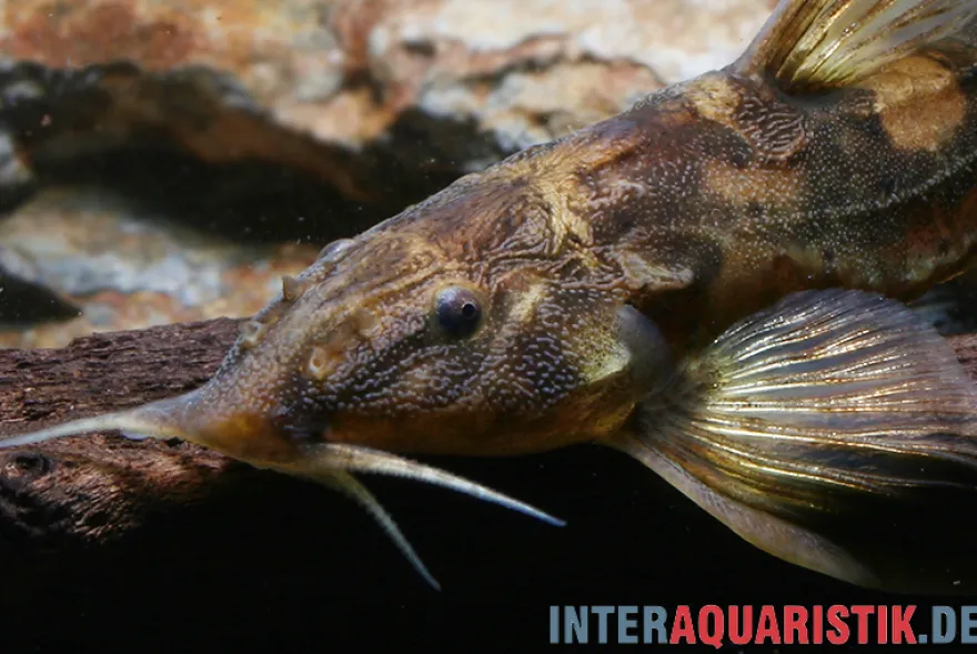 Roter Kaulquappenwels, Phractura ansorgii