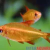 Roter Kirschsalmler, Hyphessobrycon sp. muzel "Red Cherry"