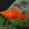 Roter Komet Platy, Xiphophorus maculatus