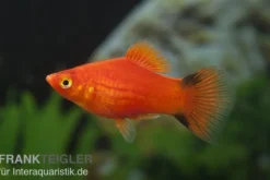 Roter Komet Platy, Xiphophorus maculatus