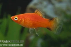 Roter Komet Platy, Xiphophorus maculatus