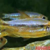 Roter Kongosalmler, Alestopetersius brichardi *super red*