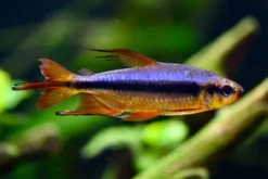 Roter Kongosalmler, Alestopetersius brichardi *super red*