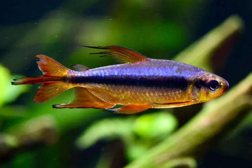 Roter Kongosalmler, Alestopetersius brichardi *super red*