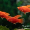 Roter Korallenplaty Hochflosse, Xiphophorus maculatus