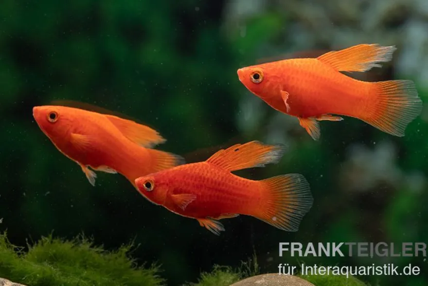 Roter Korallenplaty Hochflosse, Xiphophorus maculatus
