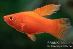 Roter Korallenplaty Hochflosse, Xiphophorus maculatus