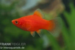 Roter Korallenplaty, Xiphophorus maculatus