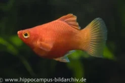 Roter Korallenplaty, Xiphophorus maculatus