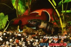 Roter Laubkampffisch, Betta channoides