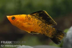 Roter Leopard Molly, Poecilia velifera