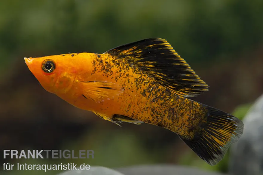 Roter Leopard Molly, Poecilia velifera