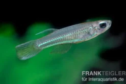 Roter Leuchtaugenfisch, Aplocheilichthys luxophtalmus (Minifisch)
