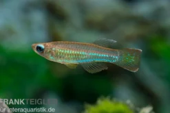 Roter Leuchtaugenfisch, Aplocheilichthys luxophtalmus (Minifisch)