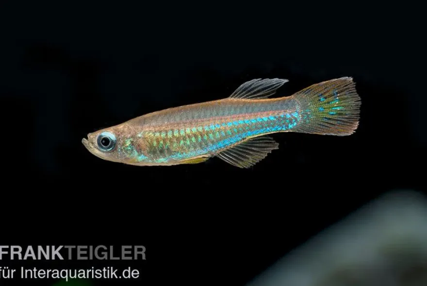 Roter Leuchtaugenfisch, Aplocheilichthys luxophtalmus (Minifisch)