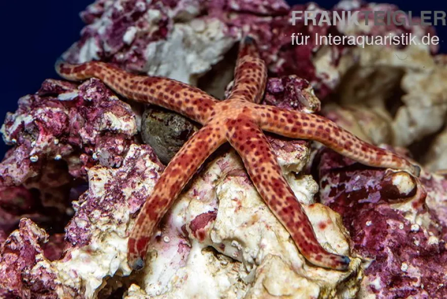 Roter Luzon-Seestern, Echinaster luzonicus
