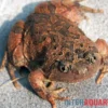 Roter Malaysischer Ochsenfroch, Calluella guttulata