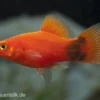Roter Mickey Mouse Platy, Xiphophorus maculatus