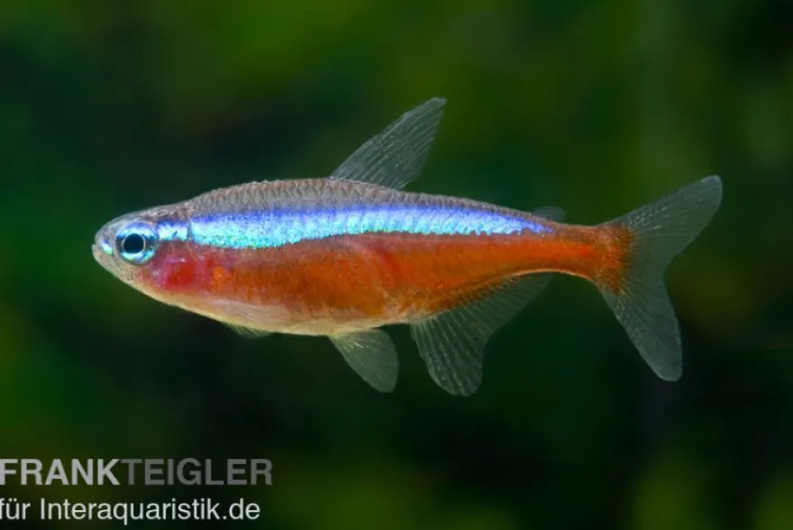 Roter Neon, Paracheirodon axelrodi, Größe M (ca. 1.0-2.0 cm)