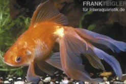 Roter Oranda, Carassius auratus (Kaltwasser), Größe 4-6 cm
