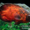 Roter Oscar, Pfauenaugenbuntbarsch, Astronotus ocellatus