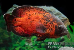 Roter Oscar, Pfauenaugenbuntbarsch, Astronotus ocellatus