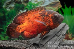 Roter Oscar, Pfauenaugenbuntbarsch, Astronotus ocellatus