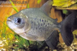 Roter Pacu, Colossoma brachypomum