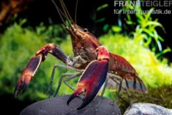 Roter Papuakrebs, Cherax boesemani (Cherax Red Brick/ Red Chilli) - Zufällig