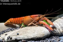 Roter Papuakrebs, Cherax boesemani (Cherax Red Brick/ Red Chilli) - Zufällig