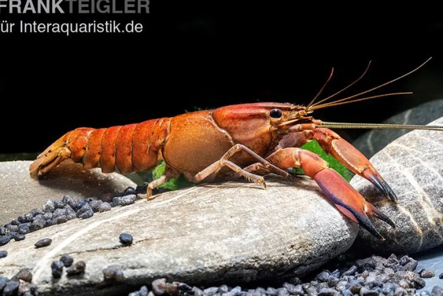 Roter Papuakrebs, Cherax boesemani (Cherax Red Brick/ Red Chilli) - Zufällig