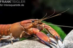 Roter Papuakrebs, Cherax boesemani (Cherax Red Brick/ Red Chilli) - Zufällig