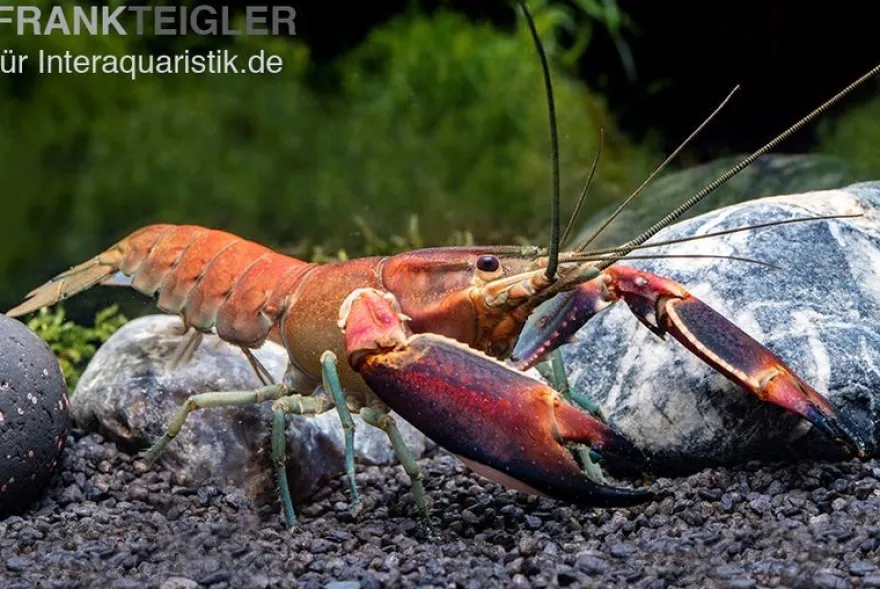 Roter Papuakrebs, Cherax boesemani (Cherax Red Brick/ Red Chilli) - Zufällig