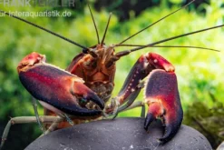 Roter Papuakrebs, Cherax boesemani (Cherax Red Brick/ Red Chilli) - Zufällig