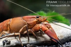 Roter Papuakrebs, Cherax boesemani (Cherax Red Brick/ Red Chilli) - Zufällig