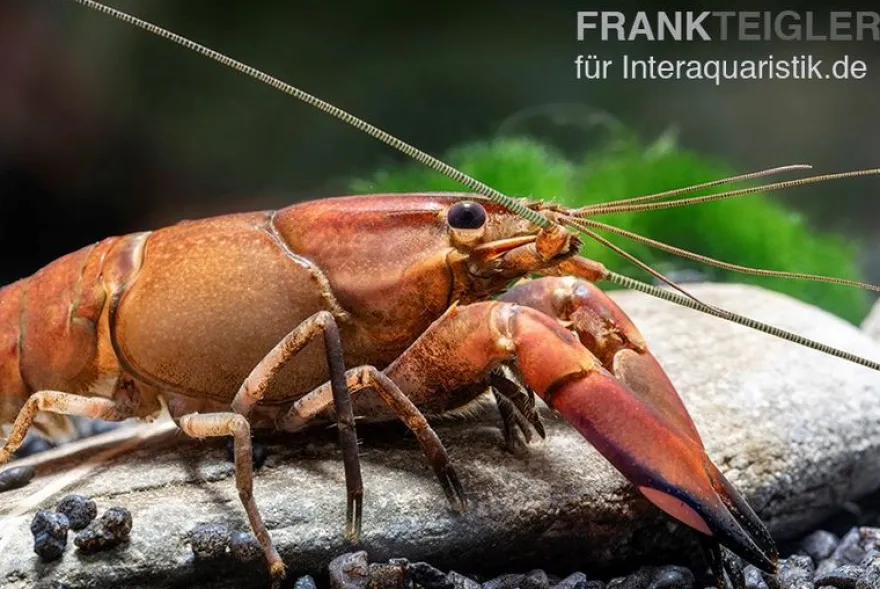 Roter Papuakrebs, Cherax boesemani (Cherax Red Brick/ Red Chilli) - Zufällig