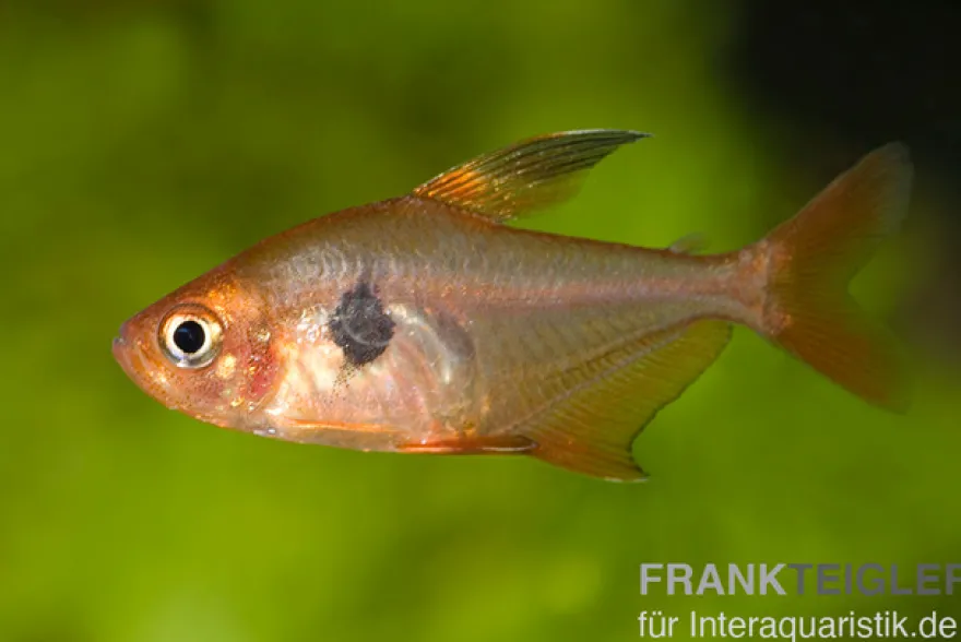 Roter Phantomsalmler, Hyphessobrycon sweglesi