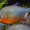 Roter Piranha, Serrasalmus nattereri