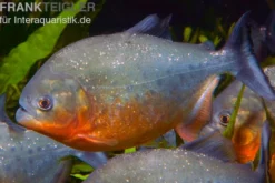 Roter Piranha, Serrasalmus nattereri