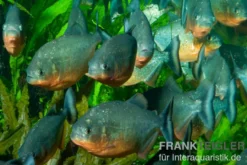 Roter Piranha, Serrasalmus nattereri