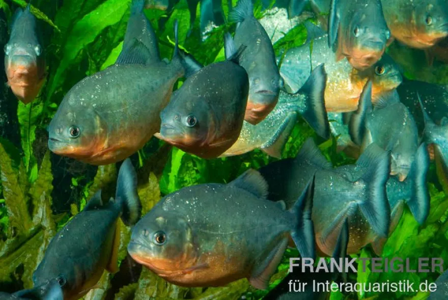 Roter Piranha, Serrasalmus nattereri